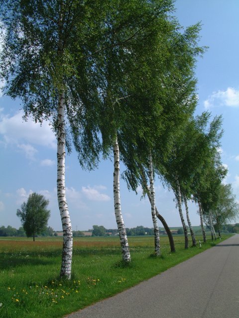 Birkenallee